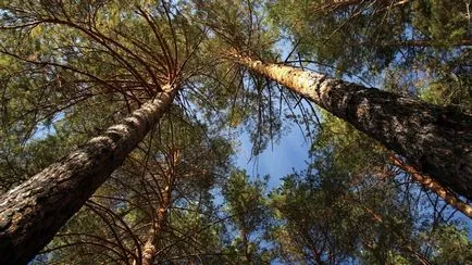 Като малка борова