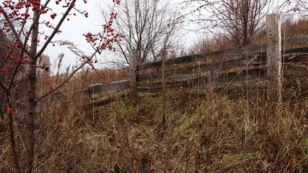 Като малка борова