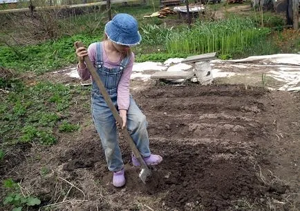 Как да се засадят магданоз Как да се засадят магданоз