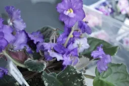 Как да се размножават Violet