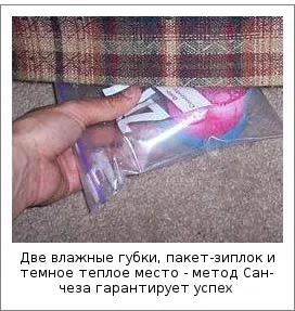 Как да покълнат kanoplya