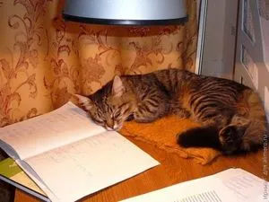 Как да се даде на котенца в добри ръце