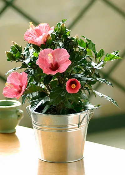 Как да се разпространяват Hibiscus