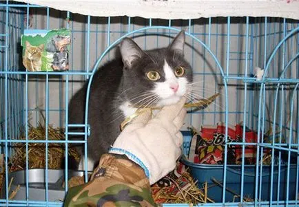 Как да се даде на котенца в добри ръце