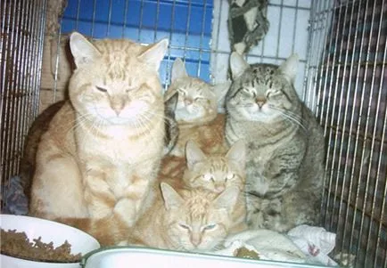 Как да се даде на котенца в добри ръце