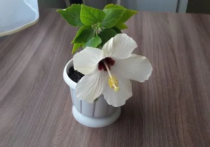 Как да се разпространяват Hibiscus Как да се разпространяват Hibiscus
