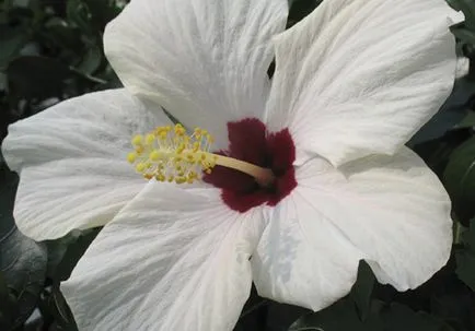 Как да се разпространяват Hibiscus Как да се разпространяват Hibiscus