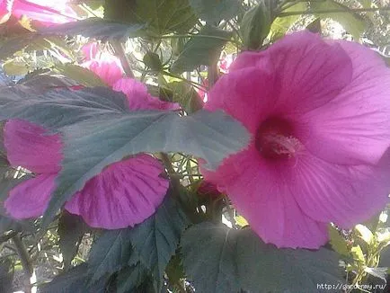 Как да се разпространяват Hibiscus