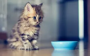 Как да шият котка играчки със собствените си ръце
