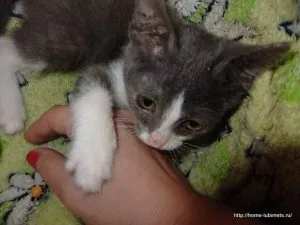 Как да шият котка играчки със собствените си ръце