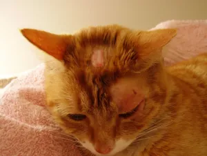 Лечение на трихофития при котките Лечение на трихофития при котките