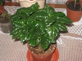 Кафе арабика грижи у дома Кафе арабика грижи у дома