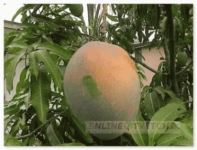 Ние растем манго у дома