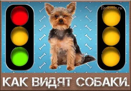 Кучета визия