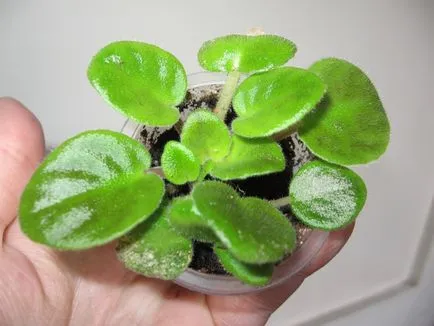 Как да се размножават Violet