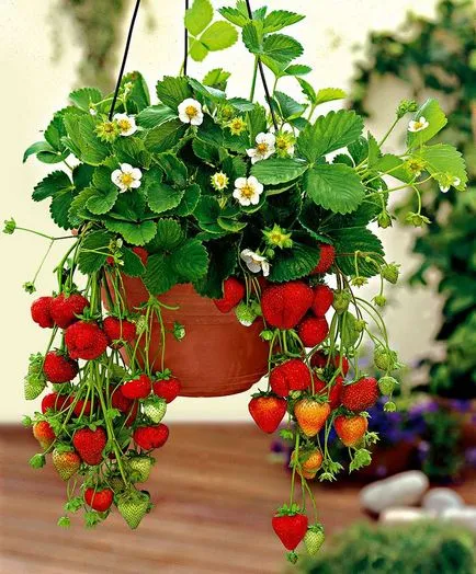 Отглеждане на ягоди в кутии
