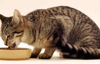 Кастрирани котка котка иска