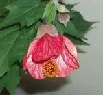 Abutilon, домашни грижи и особено клен отглеждане у дома (Abutilon семена) Abutilon, домашно клен специално внимание и отглеждане в дома
