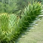 Araucaria - начало вечнозелено дърво грижи съвети от професионалисти