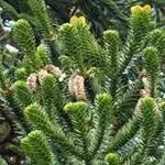 Araucaria - начало вечнозелено дърво грижи съвети от професионалисти