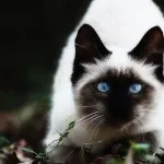 Балийски котка (балийски, балийски)