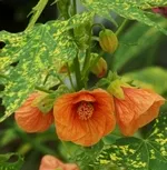 Abutilon, домашно клен особено внимание и отглеждане в дома (клен) Abutilon, домашно клен специално внимание и отглеждане в дома