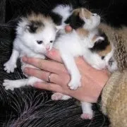 Независимо дали има или трицветни котки и котки доказани само от цветни котки трицветни