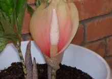 Abutilon стая явор грижи, отглеждане и размножаване в дома (снимки)