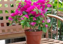 Abutilon стая явор грижи, отглеждане и размножаване в дома (снимки)