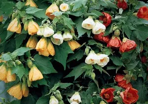 Abutilon тайни от нарастващото национално клен