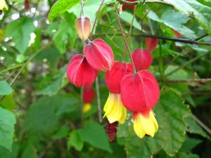 Abutilon стая явор грижи, отглеждане и размножаване в дома (снимки)