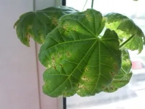 Abutilon стая явор грижи, отглеждане и размножаване в дома (снимки)
