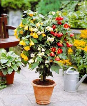 Abutilon, домашно клен особено внимание и отглеждане в дома (отглеждане Abutilon) Abutilon, домашно клен специално внимание и отглеждане в дома