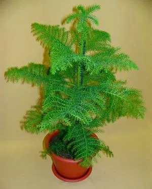 Araucaria - начало вечнозелено дърво грижи съвети от професионалисти