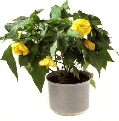 Abutilon стая явор грижи, отглеждане и размножаване в дома (снимки)