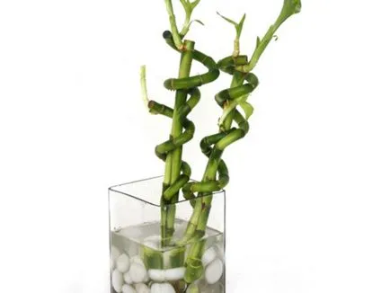 Bamboo - засаждане, размножаване и грижи в дома, снимки