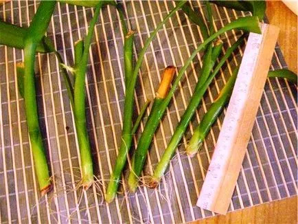 Bamboo в дома засаждане, отглеждане, грижи Снимка (площадката) Bamboo в дома засаждане, отглеждане, грижи снимката