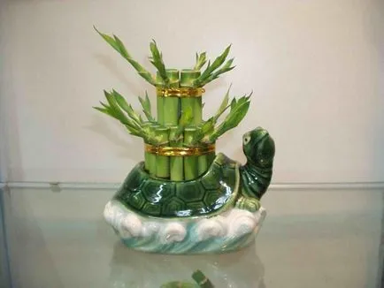 Bamboo - засаждане, размножаване и грижи в дома, снимки