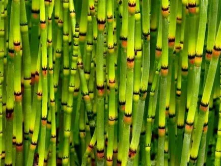 Bamboo - засаждане, размножаване и грижи в дома, снимки