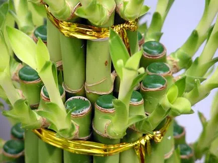 Bamboo - засаждане, размножаване и грижи в дома, снимки