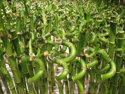 Bamboo - засаждане, размножаване и грижи в дома, снимки