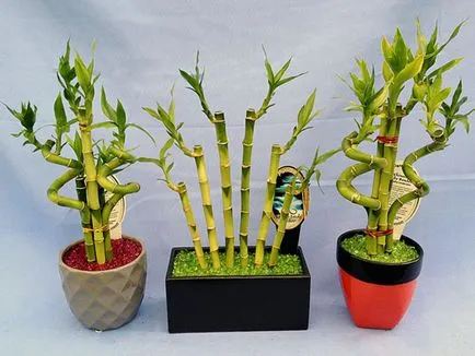 Bamboo - засаждане, размножаване и грижи в дома, снимки