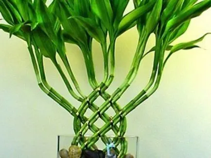 Bamboo - засаждане, размножаване и грижи в дома, снимки
