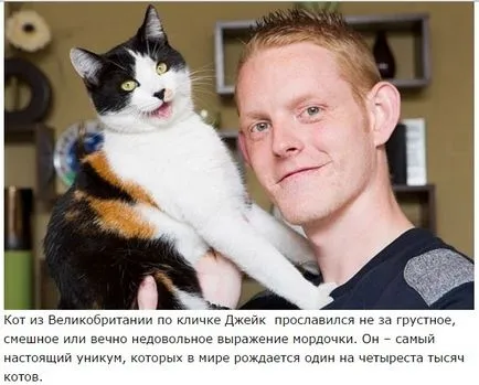 Има ли трикольор котки