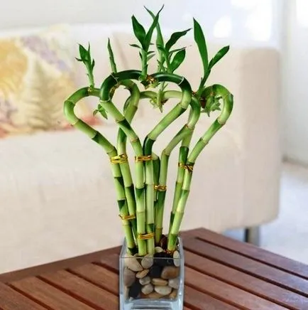 Bamboo в дома засаждане, отглеждане, грижи Снимка (площадката) Bamboo в дома засаждане, отглеждане, грижи снимката