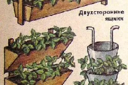 Отглеждане на ягоди в кутии