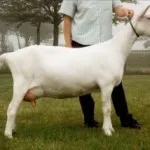 Цената на една коза