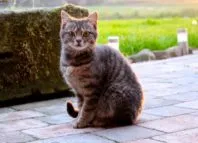 Как да се даде на котенца в добри ръце