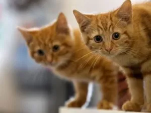 Как да се даде на котенца в добри ръце