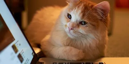 Какво да правим с котка